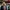President Donald Trump